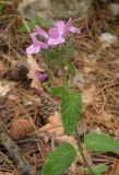 Clinopodium caucasicum. Верхушка цветущего растения. Крым, южный берег, окр. Алупки, сосновый лес. 2 июня 2012 г.