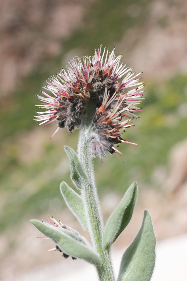 Image of Solenanthus karateginus specimen.