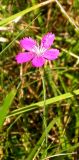 Dianthus deltoides