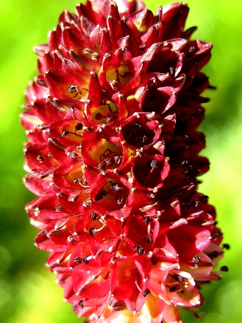 Image of Sanguisorba officinalis specimen.