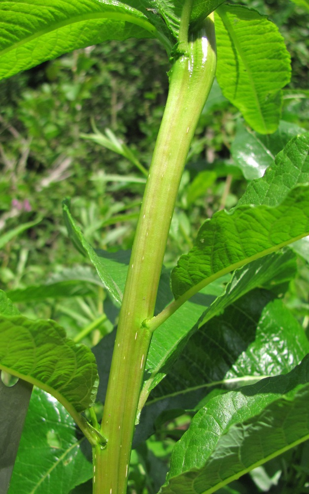 Image of Salix gmelinii specimen.