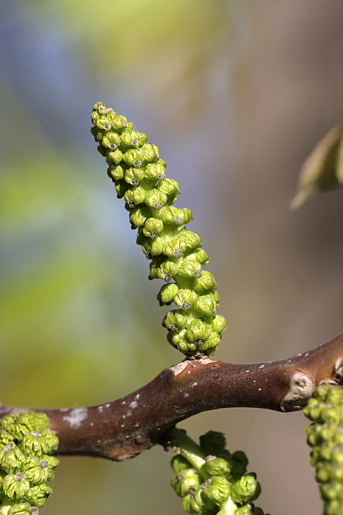 Image of Juglans regia specimen.
