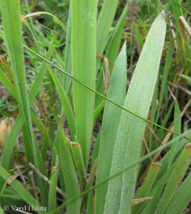 Изображение особи Holcus lanatus.