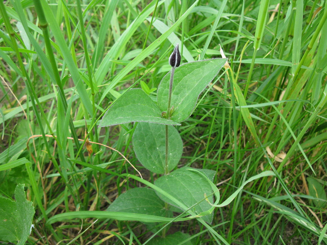 Image of Clematis integrifolia specimen.