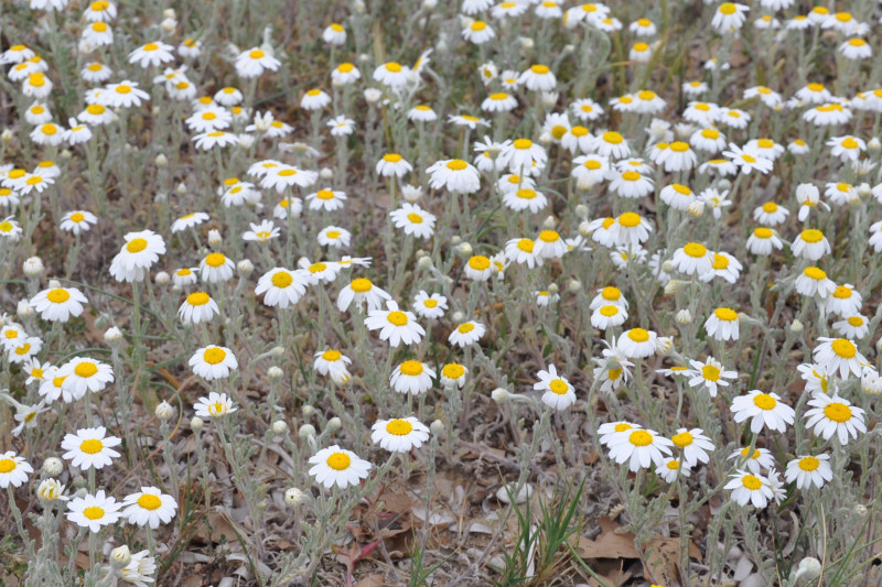 Изображение особи Anthemis tomentosa.