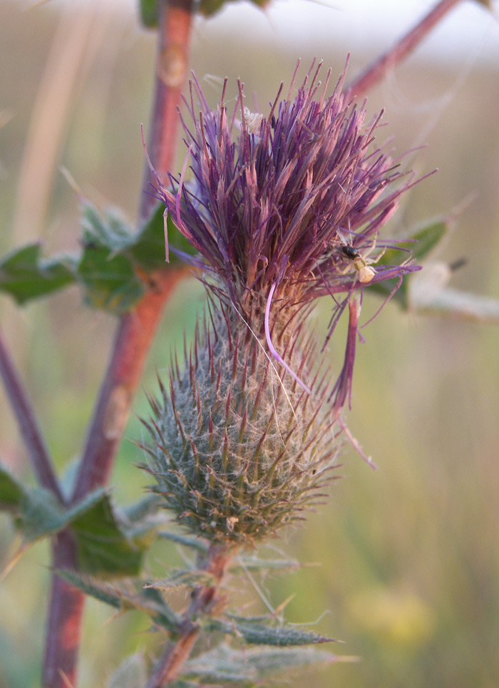 Image of Cirsium arachnoideum specimen.