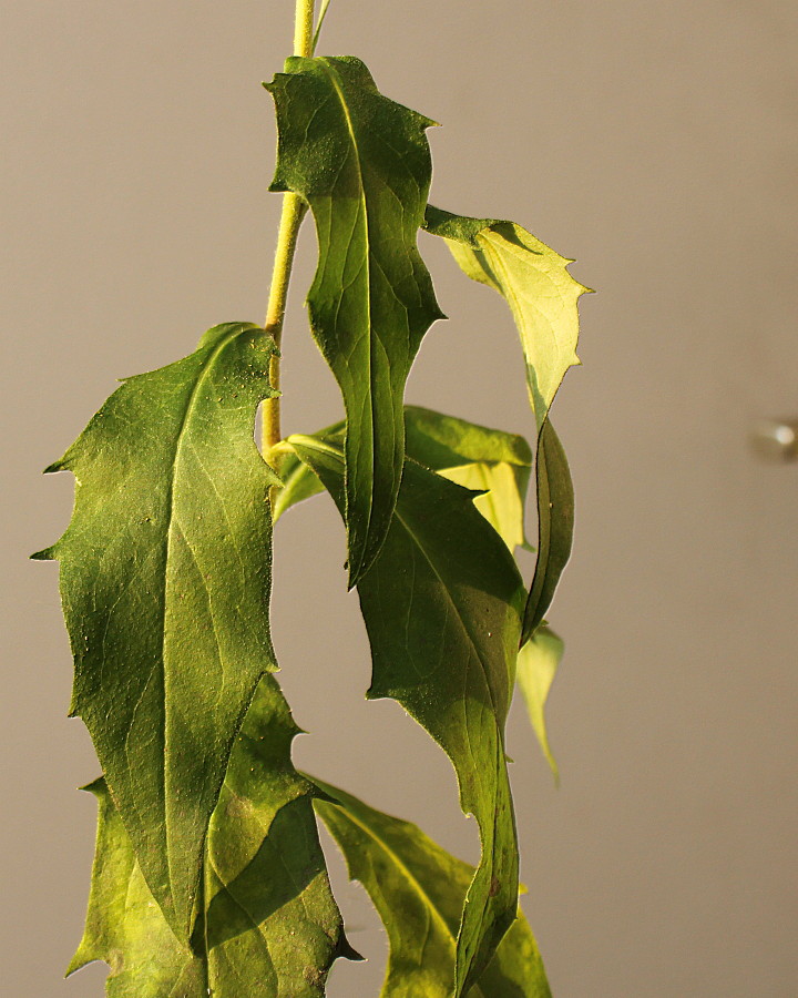 Image of Hieracium sabaudum specimen.