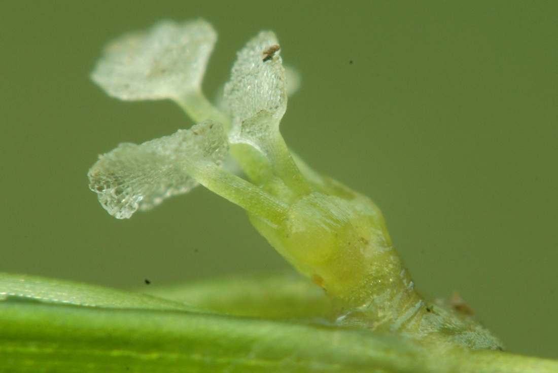 Image of Zannichellia pedunculata specimen.