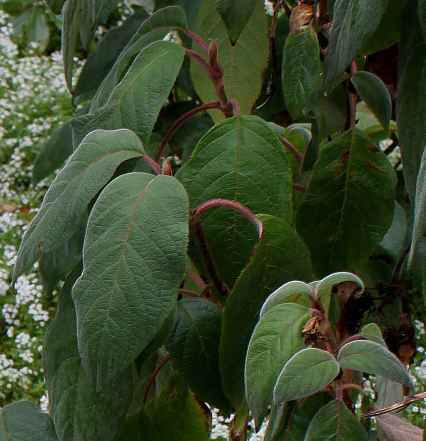Image of Hydrangea aspera specimen.