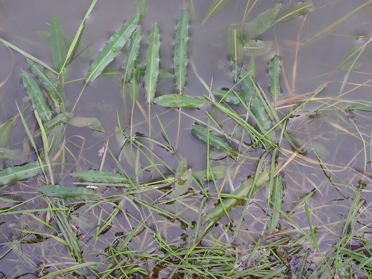 Image of Potamogeton distinctus specimen.