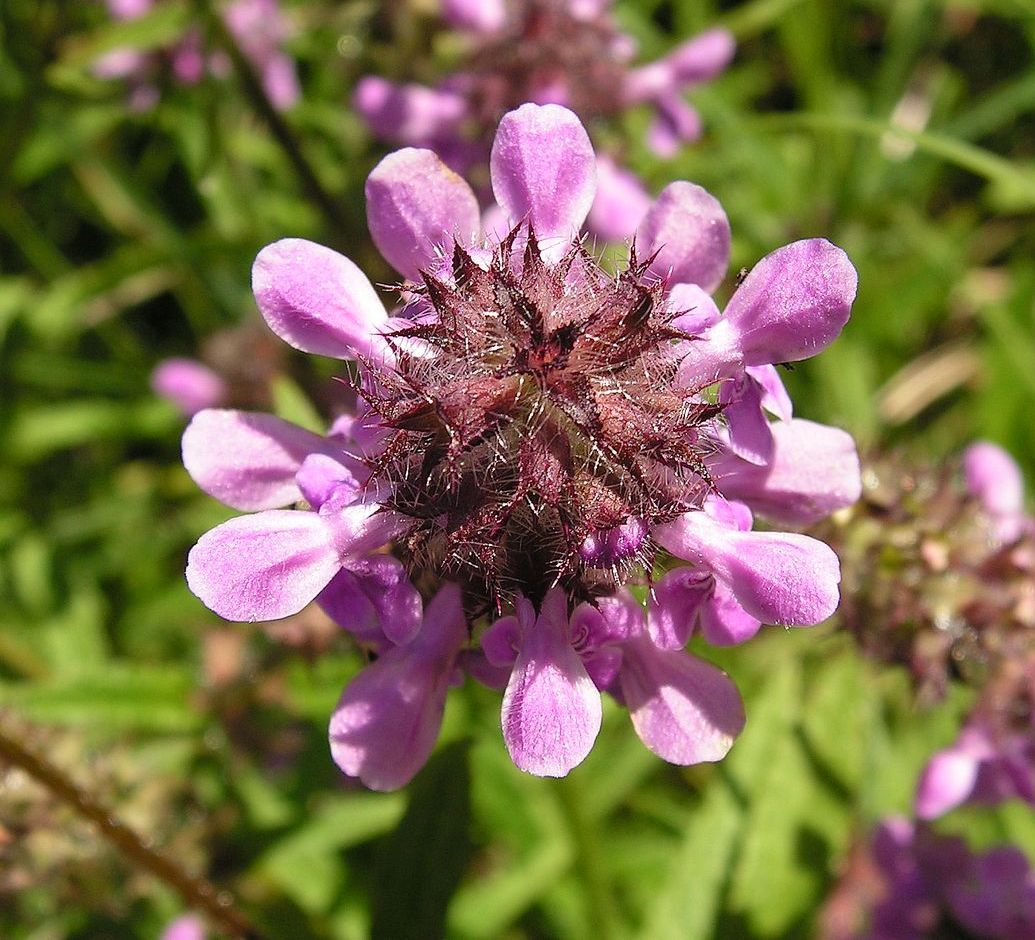 Изображение особи Stachys aspera.