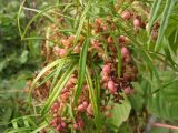Cuscuta japonica