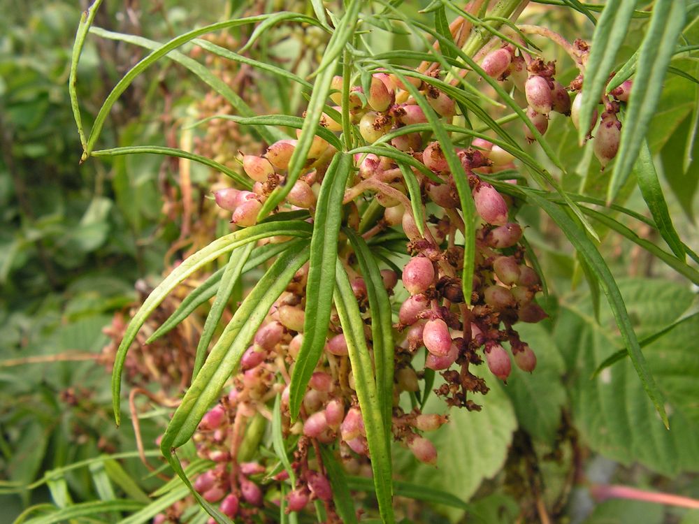 Image of Cuscuta japonica specimen.