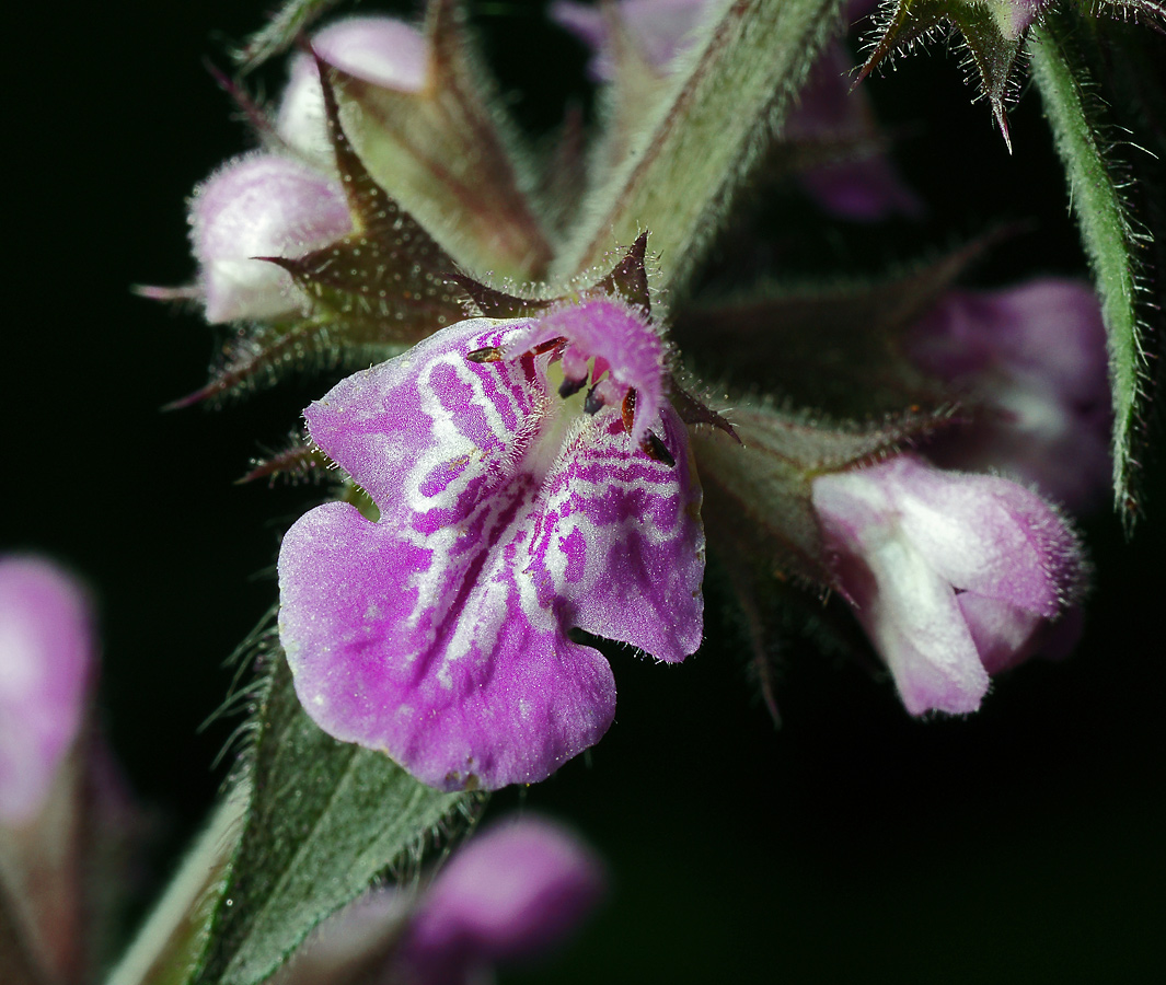Image of Stachys palustris specimen.