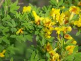 Chamaecytisus ruthenicus