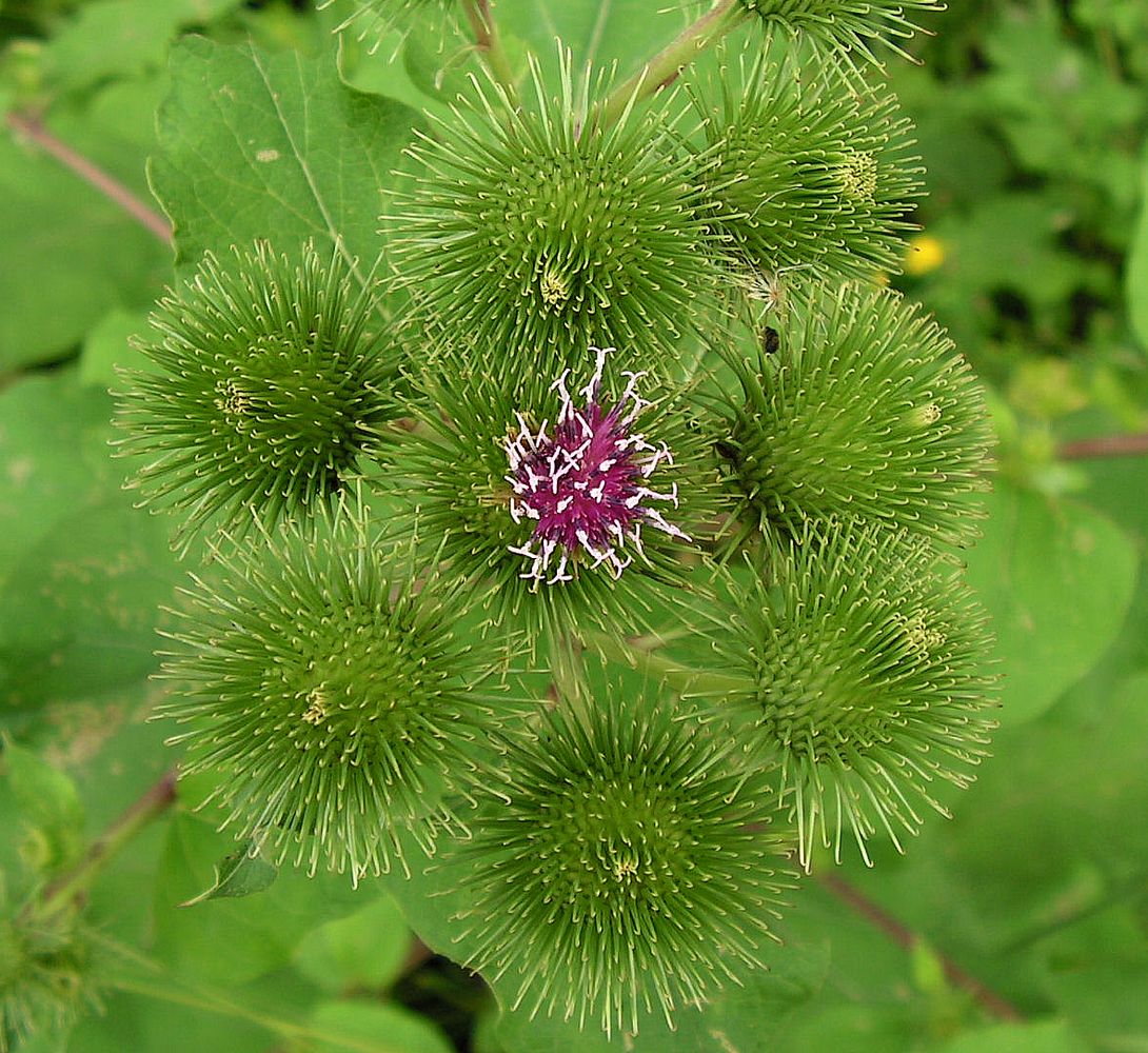 Image of Arctium lappa specimen.