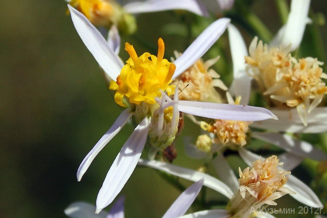 Изображение особи Galatella dracunculoides.