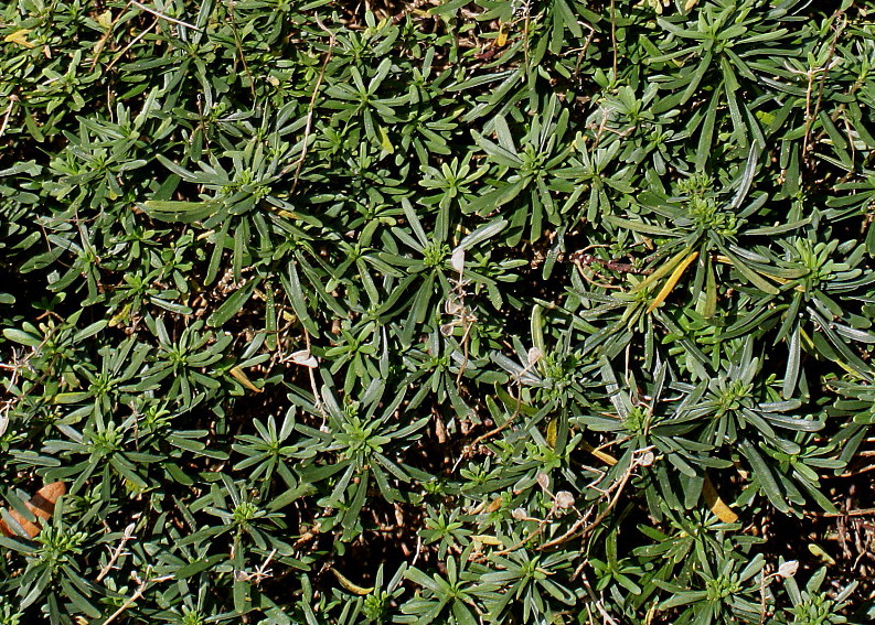 Image of Iberis sempervirens specimen.