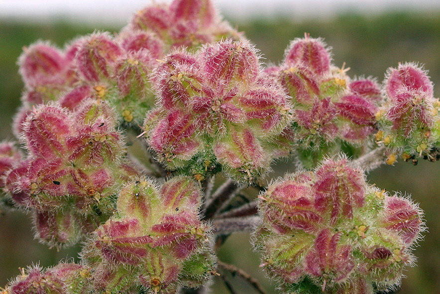 Изображение особи Glehnia litoralis.