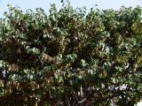 Cercis siliquastrum. Крона плодоносящего дерева. Испания, автономное сообщество Андалусия, провинция Гранада, комарка Вега-де-Гранада, г. Гранада, Альгамбра. 13.07.2012.