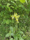 Primula veris. Цветущее растение. Украина, Харьковская область, окрестности пос. Песочин, опушка лиственного леса. 16.05.2009.