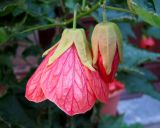 Abutilon × hybridum. Бутон и цветок. Хорватия, Приморье – Горски Котар, городок Мощенице, возле ступенек у входа в дом. 07.09.2012.