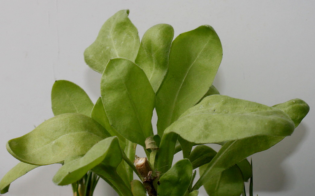 Изображение особи Calendula officinalis.