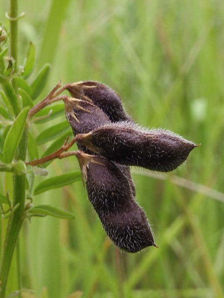 Image of Vicia hirsuta specimen.