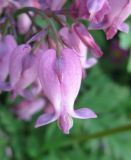 Dicentra formosa. Цветок. С-Петербург, клумба. 25 мая 2009 г.