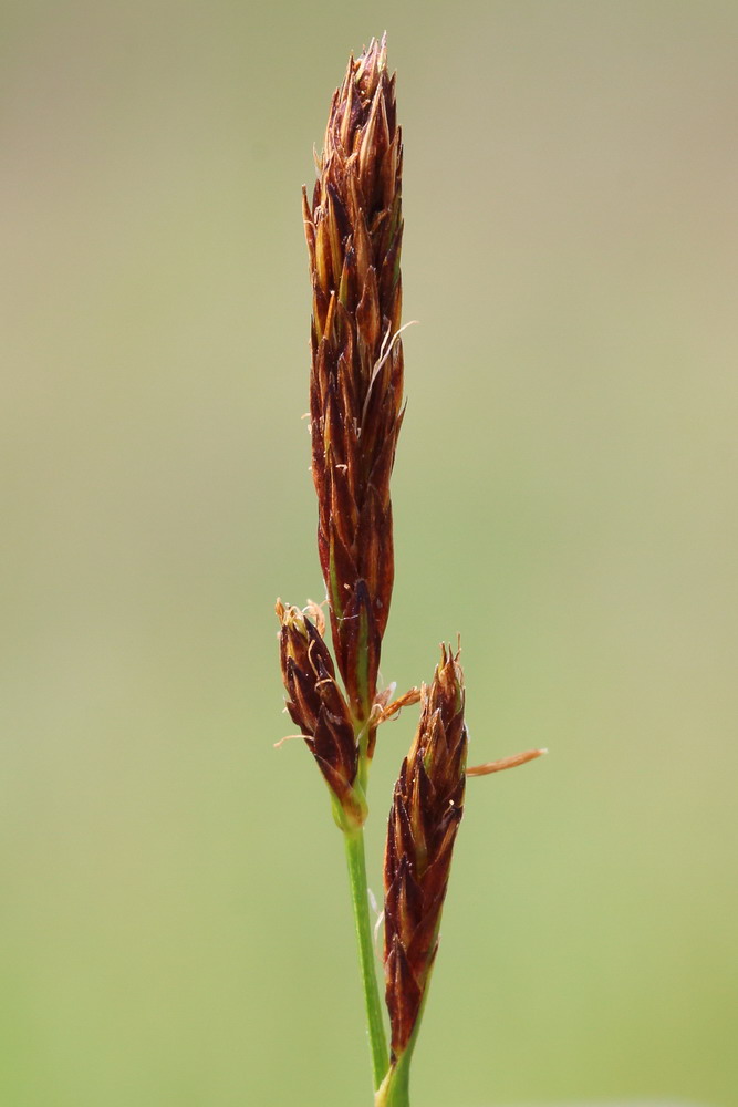 Image of Carex melanostachya specimen.