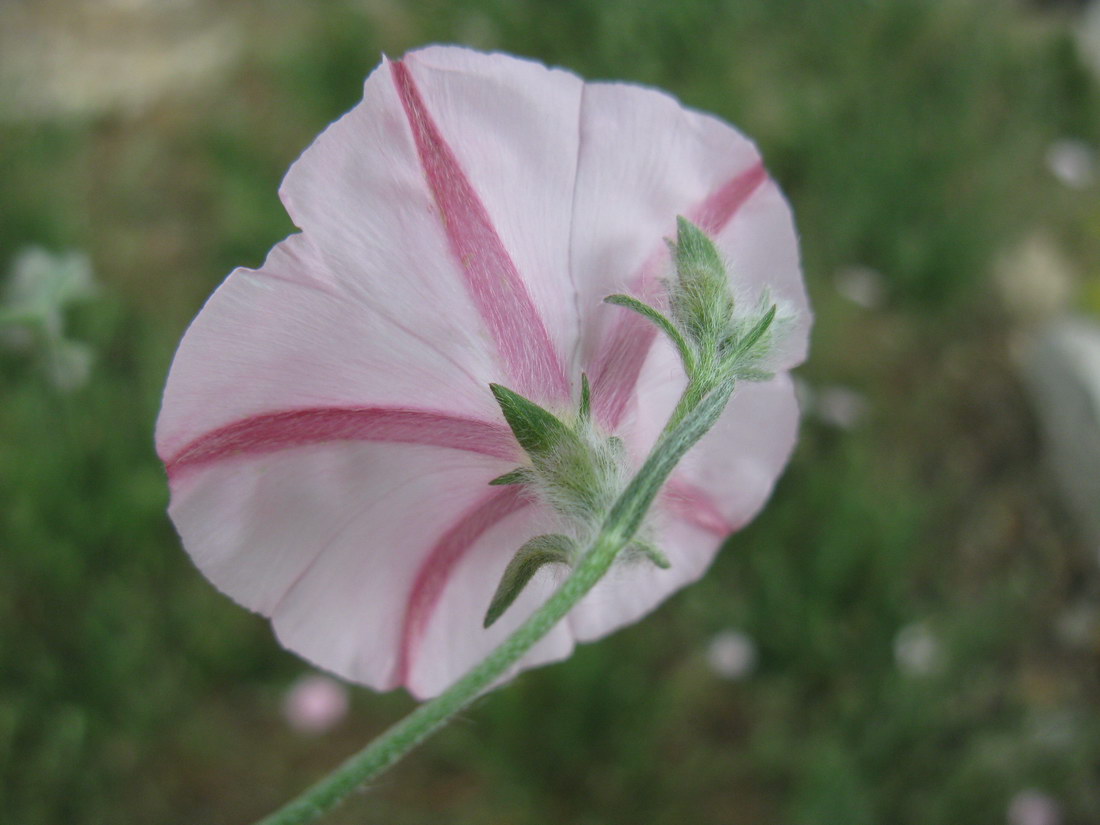 Image of Convolvulus cantabrica specimen.