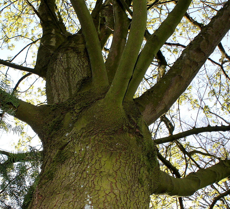 Image of Acer monspessulanum specimen.