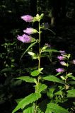 Campanula trachelium