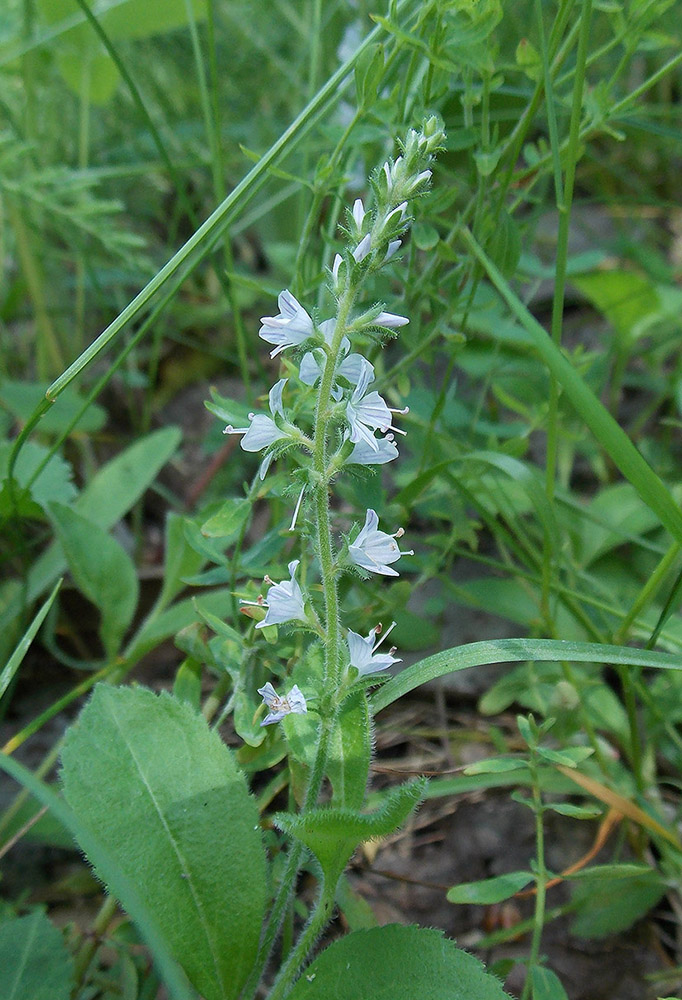 Image of Veronica officinalis specimen.