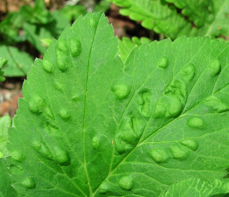 Image of Aegopodium podagraria specimen.