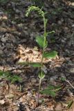 Epipactis helleborine ssp. degenii
