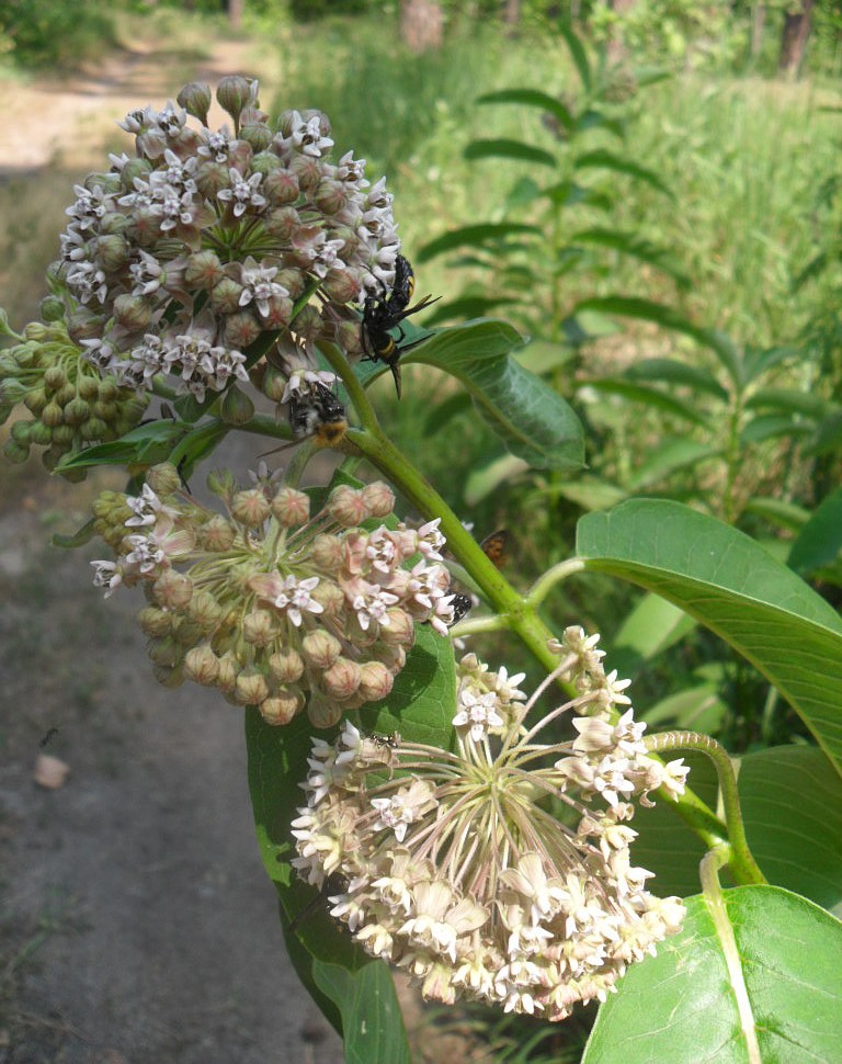 Image of Asclepias syriaca specimen.