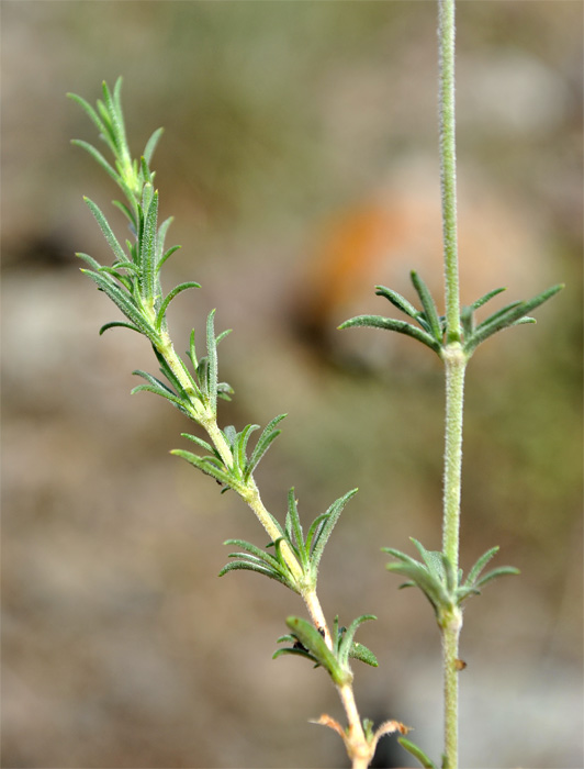 Image of Silene spergulifolia specimen.