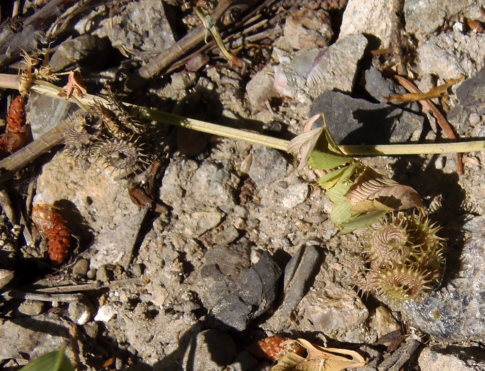 Image of Medicago denticulata specimen.