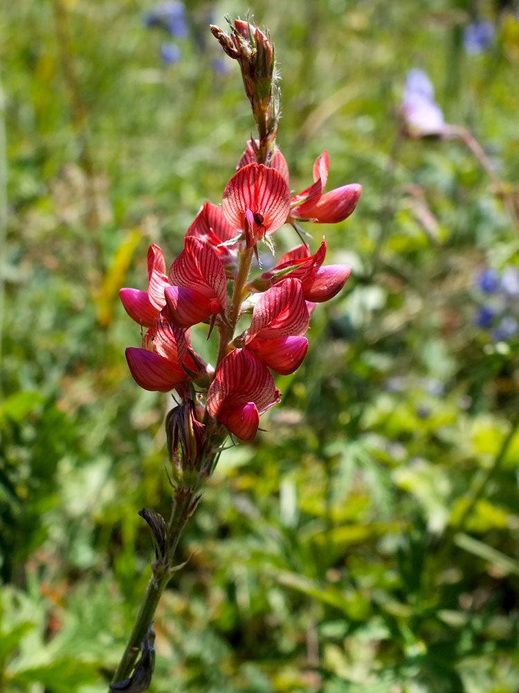 Image of genus Onobrychis specimen.