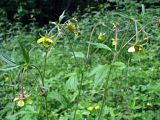 Geum × intermedium