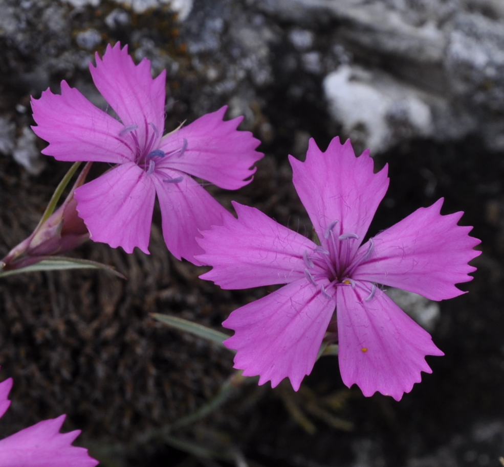 Image of Dianthus haematocalyx specimen.