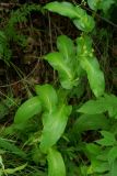 Bupleurum longiradiatum