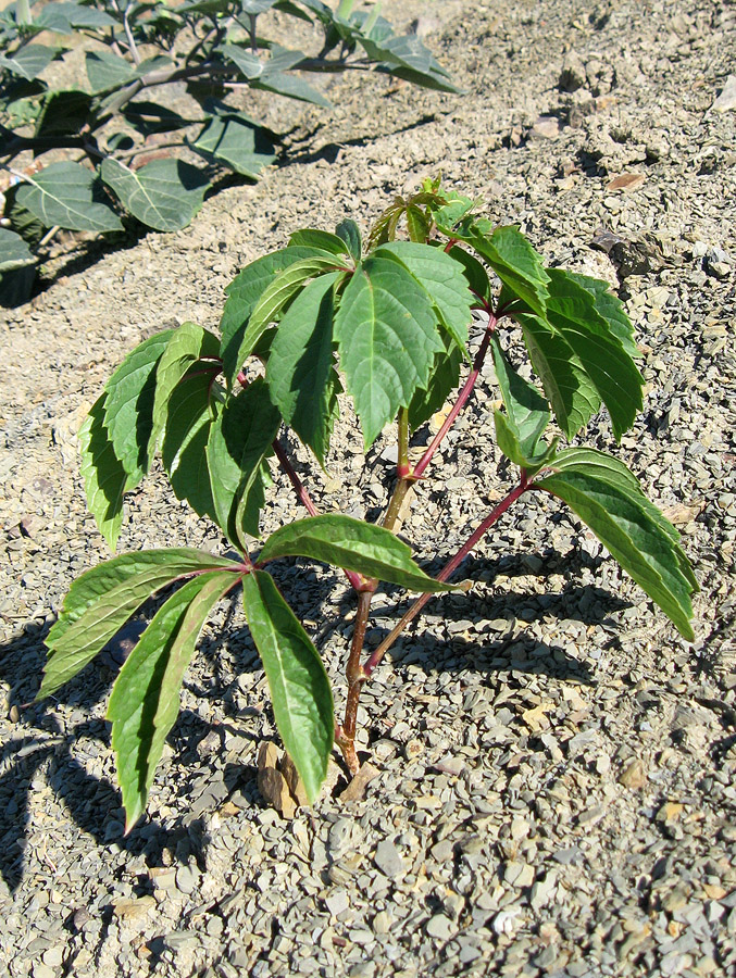 Изображение особи Parthenocissus quinquefolia.