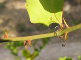 Smilax excelsa