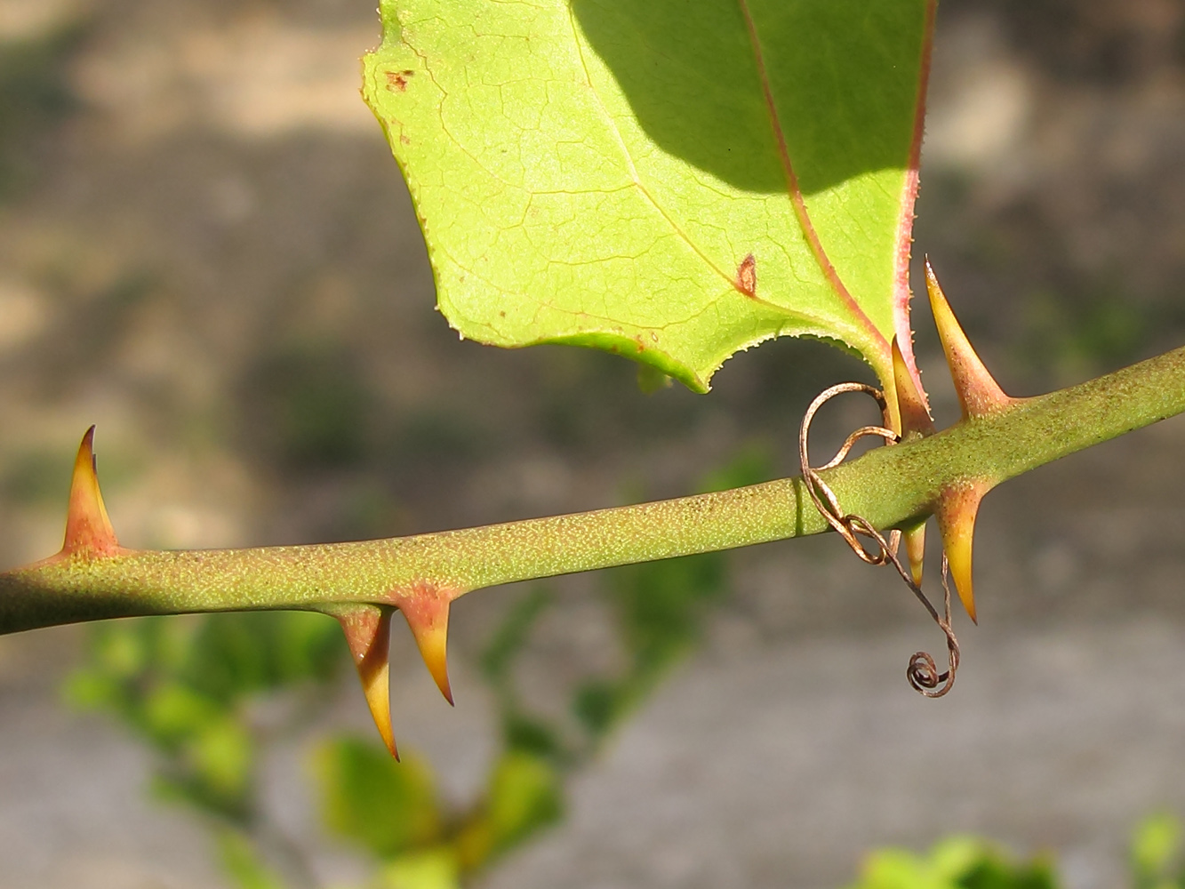 Image of Smilax excelsa specimen.