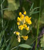 Lathyrus pratensis