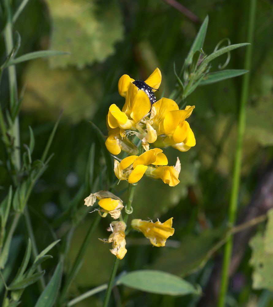 Изображение особи Lathyrus pratensis.