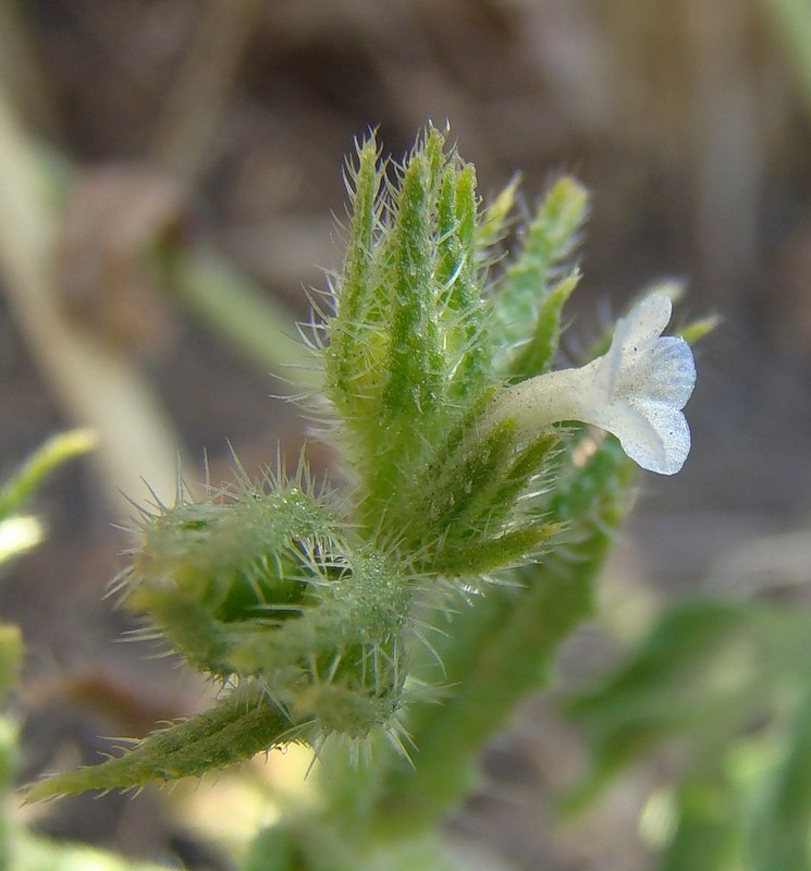 Изображение особи Lycopsis arvensis.