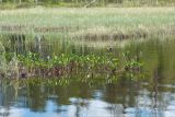 Menyanthes trifoliata. Отцветающие растения. Карелия, оз. Топозеро, мелководный залив. 13.06.2013.